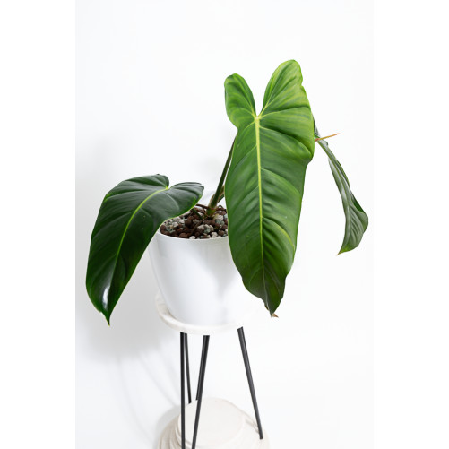 Philodendron esmeralda...