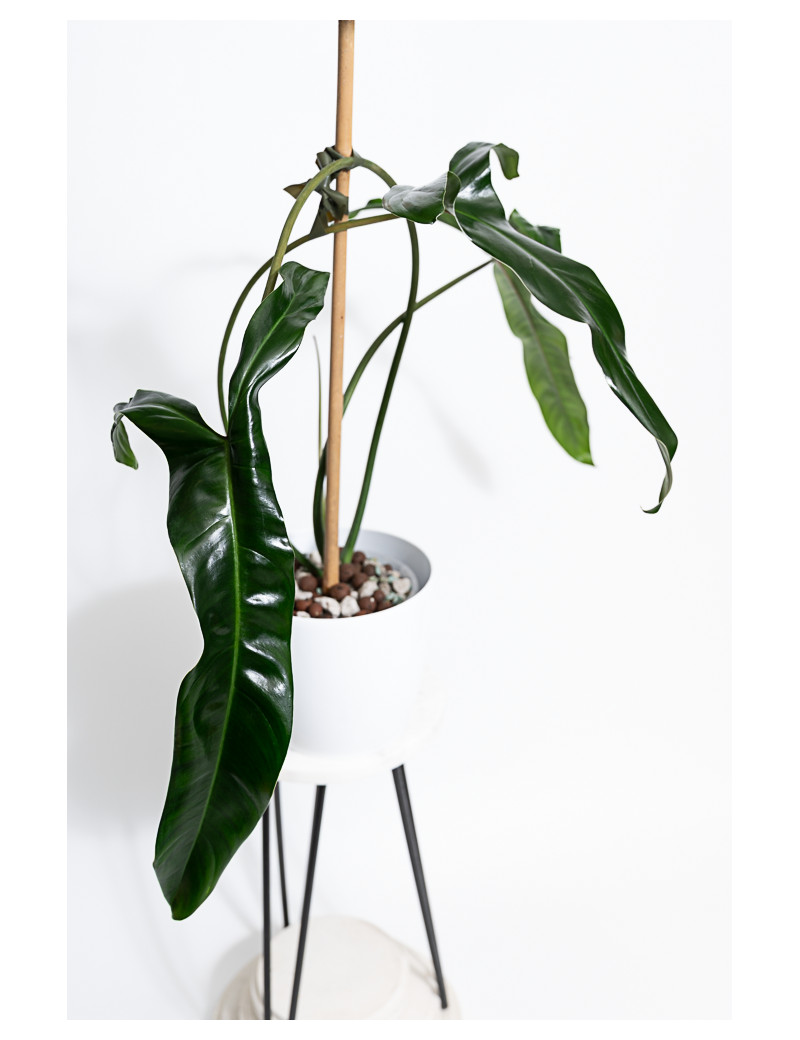 Philodendron Dayaneth dreams (Philodendron paloraense cf x spiritus-sancti)