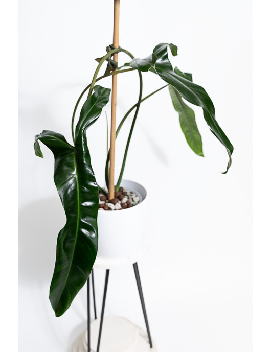 Philodendron Dayaneth dreams (Philodendron paloraense cf x spiritus-sancti)