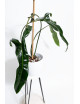 Philodendron Dayaneth dreams (Philodendron paloraense cf x spiritus-sancti)
