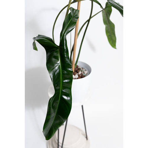 Philodendron Dayaneth dreams (Philodendron paloraense cf x spiritus-sancti)