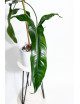 Philodendron Dayaneth dreams (Philodendron paloraense cf x spiritus-sancti)