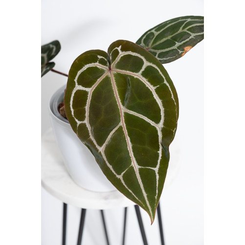 Anthurium Michelle