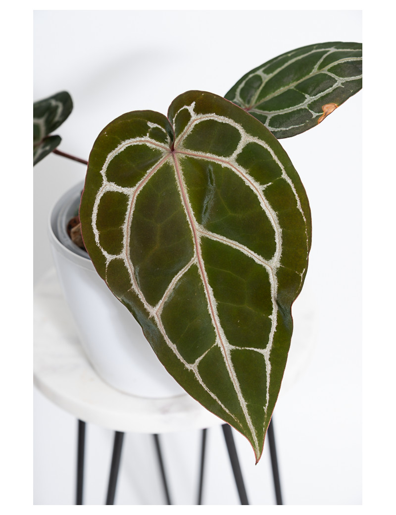 Anthurium Michelle