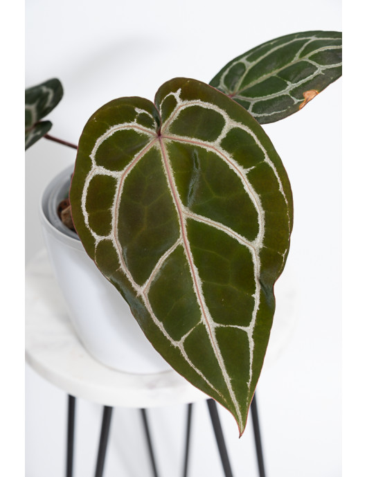 Anthurium Michelle