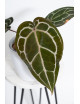 Anthurium Michelle