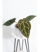 Anthurium Michelle