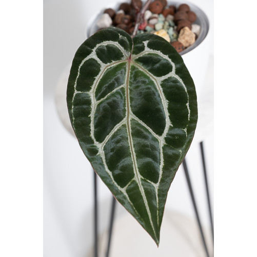 Anthurium Michelle