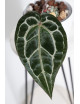 Anthurium Michelle