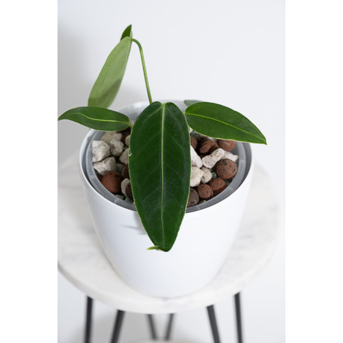 Anthurium waterburynaum x...