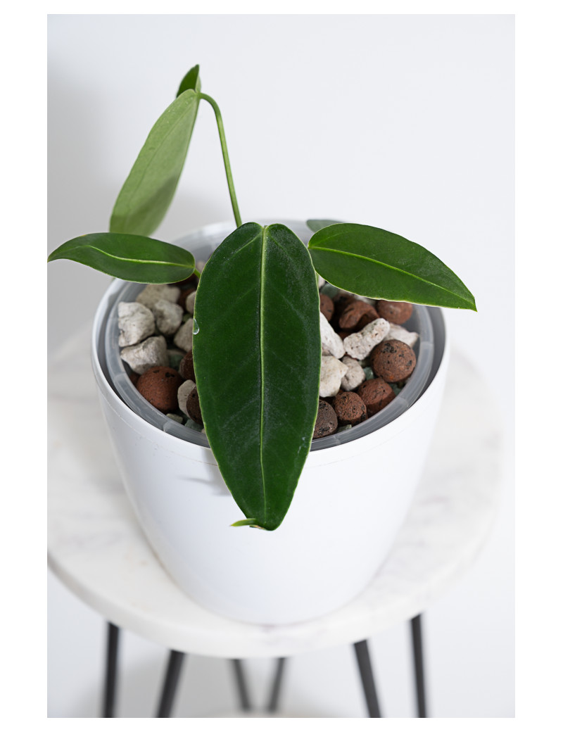 Anthurium waterburynaum x warocqueanum