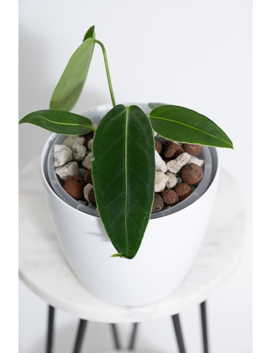 Anthurium waterburynaum x warocqueanum