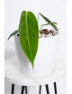 Anthurium waterburynaum x warocqueanum
