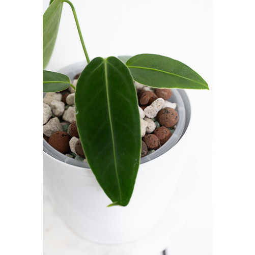Anthurium waterburynaum x warocqueanum
