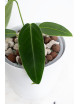 Anthurium waterburynaum x warocqueanum
