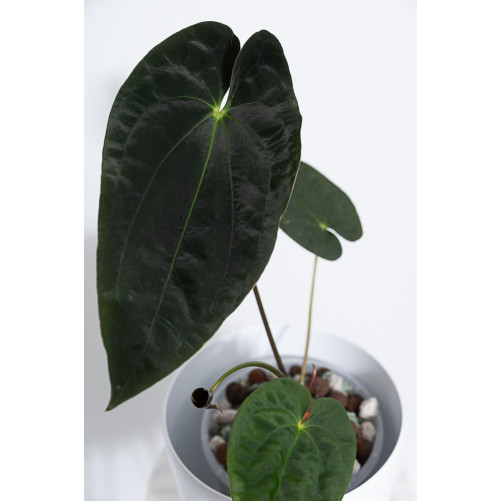 Anthurium papillilaminum