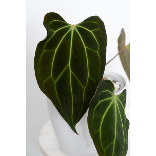 Anthurium besseae aff