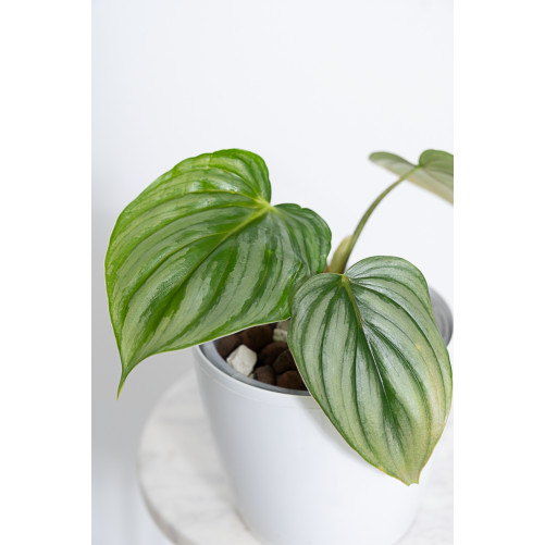Philodendron plowmanii var...