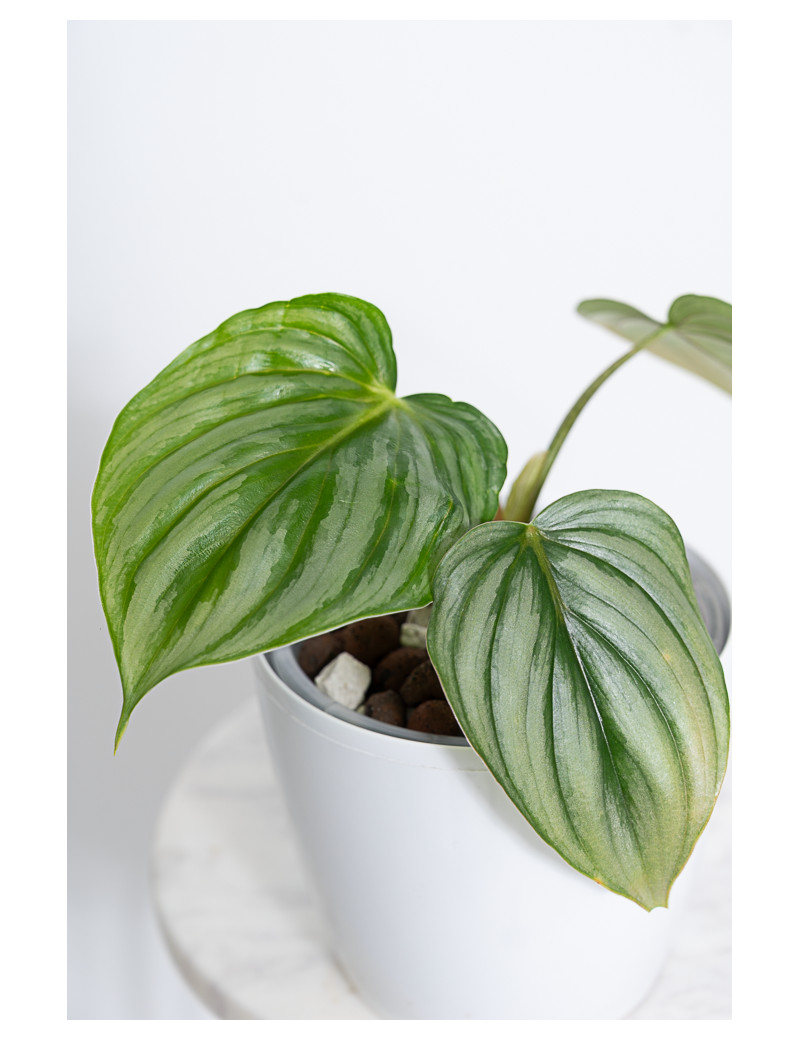 Philodendron plowmanii var citrus
