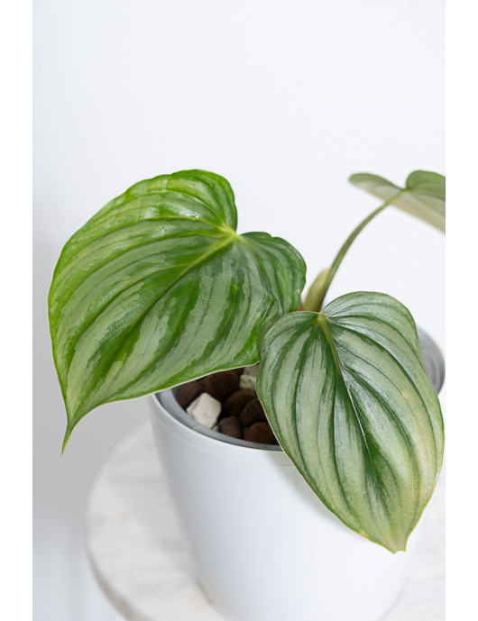 Philodendron plowmanii var citrus