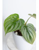 Philodendron plowmanii var citrus