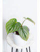 Philodendron plowmanii var citrus
