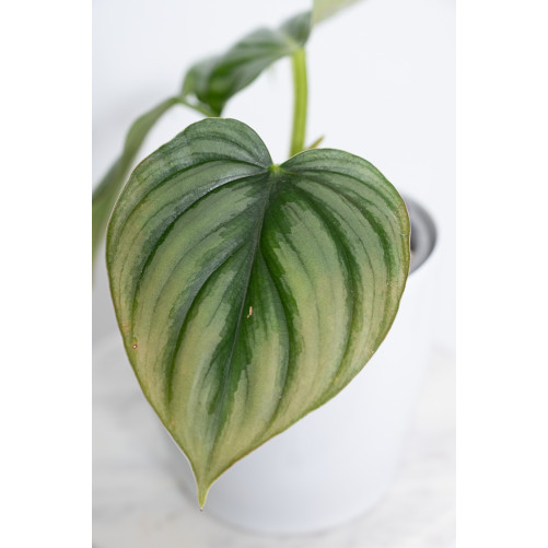 Philodendron plowmanii var citrus