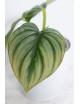 Philodendron plowmanii var citrus