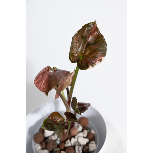 Syngonium strawberry ice...