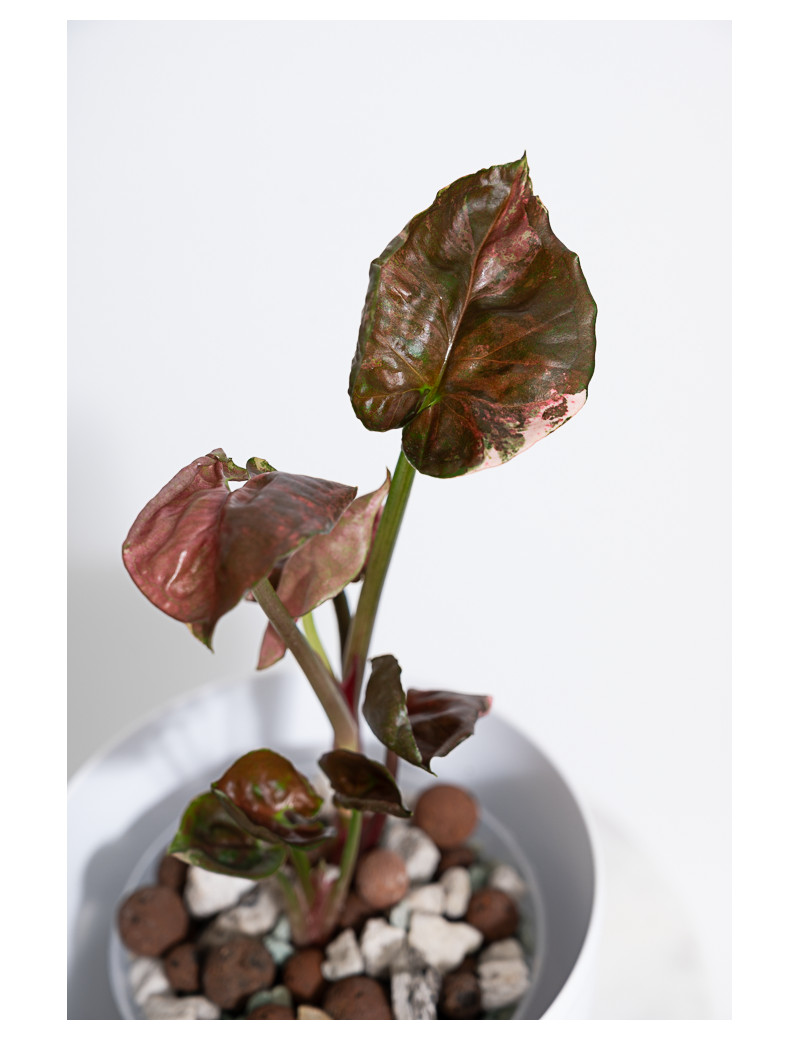 Syngonium strawberry ice galaxy