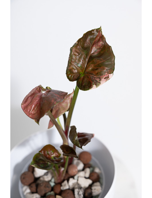 Syngonium strawberry ice galaxy