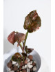 Syngonium strawberry ice galaxy