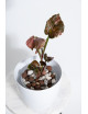 Syngonium strawberry ice galaxy
