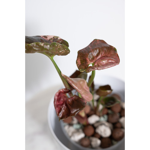 Syngonium strawberry ice galaxy