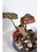 Syngonium strawberry ice galaxy