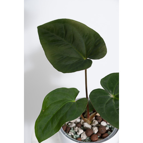 Anthurium papillilaminum x...