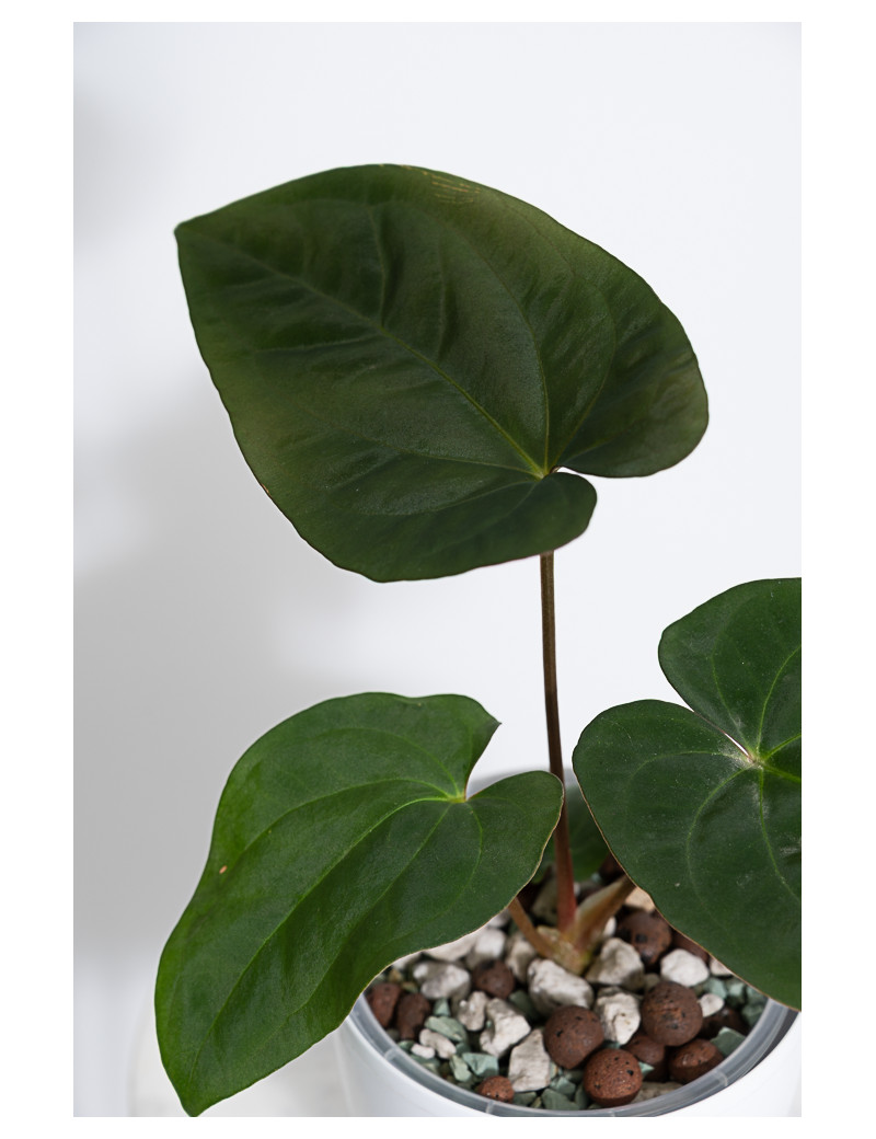 Anthurium papillilaminum x dressleri