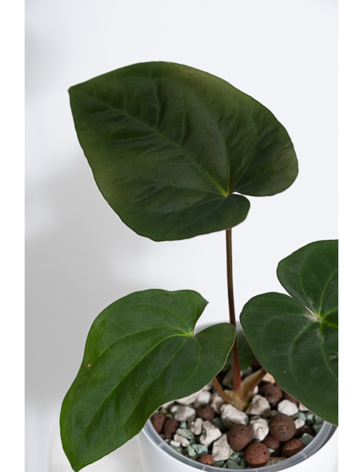 Anthurium papillilaminum x dressleri