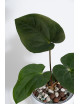 Anthurium papillilaminum x dressleri