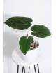 Anthurium papillilaminum x dressleri