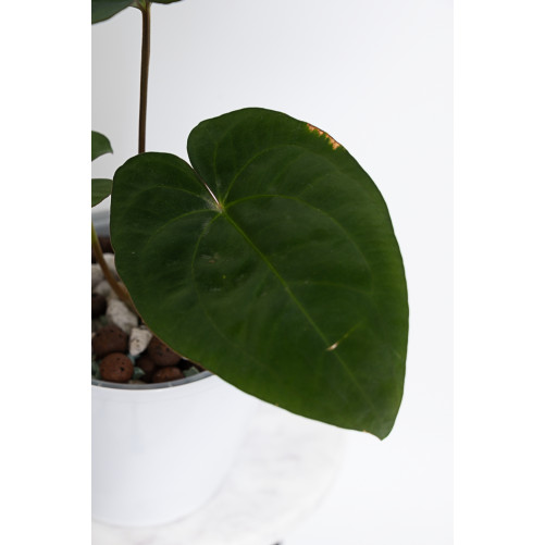 Anthurium papillilaminum x dressleri