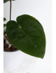 Anthurium papillilaminum x dressleri