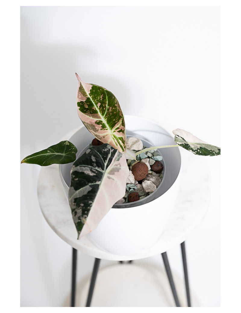 Alokazja black velvet variegata