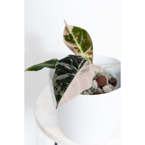 Alokazja black velvet variegata