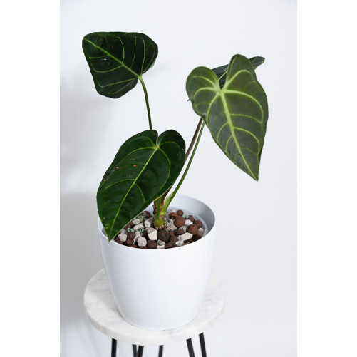 Anthurium regale