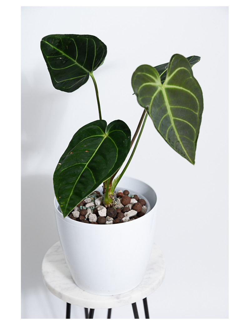 Anthurium regale