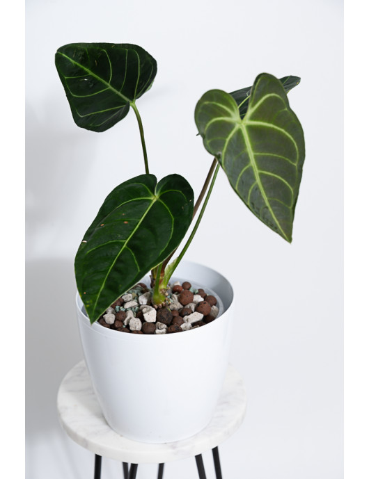 Anthurium regale