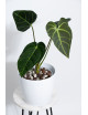 Anthurium regale