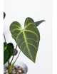 Anthurium regale