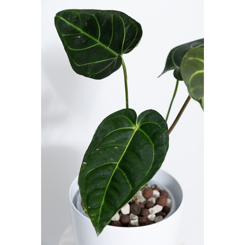 Anthurium regale